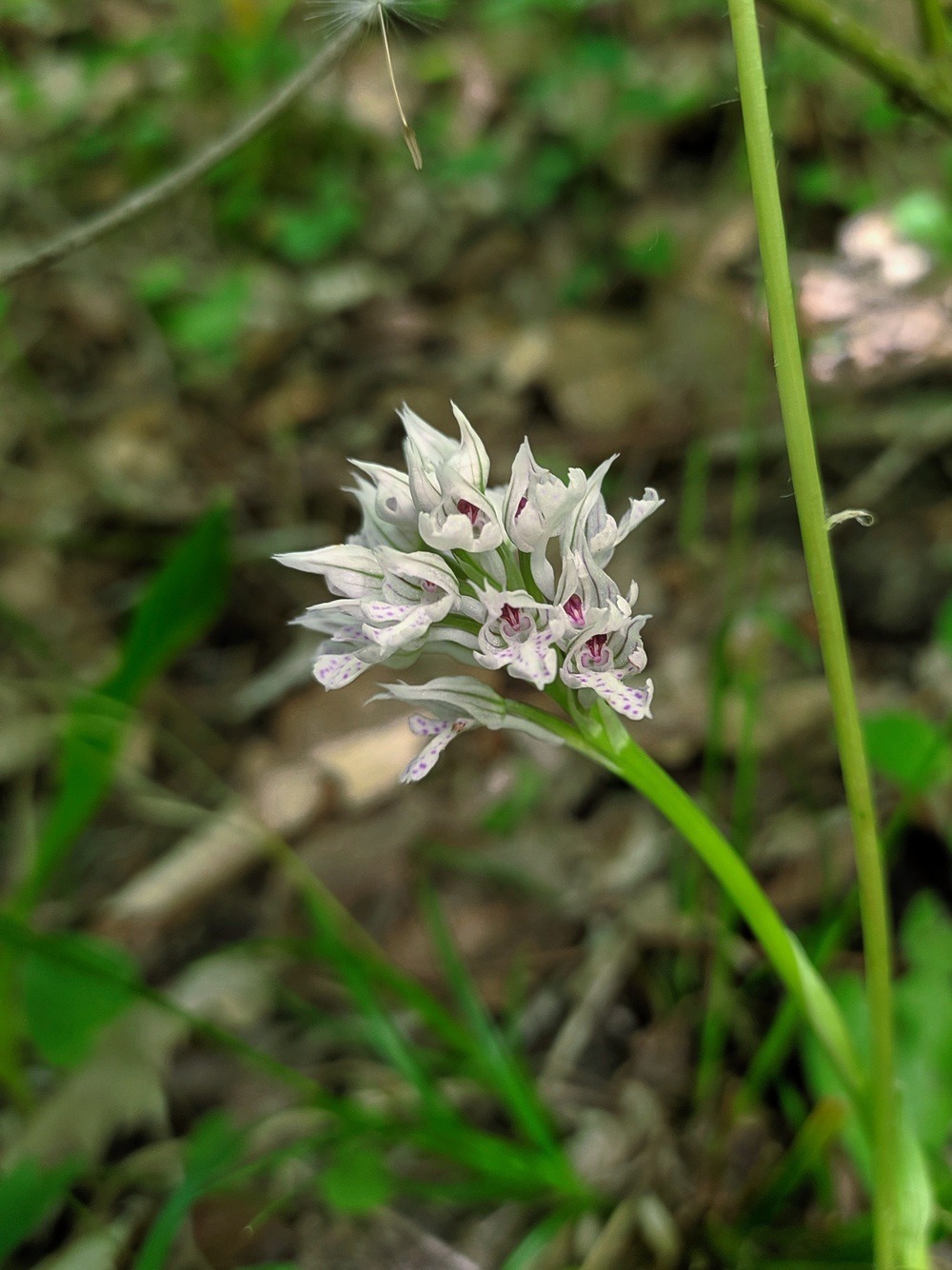 Image of Neotinea tridentata specimen.