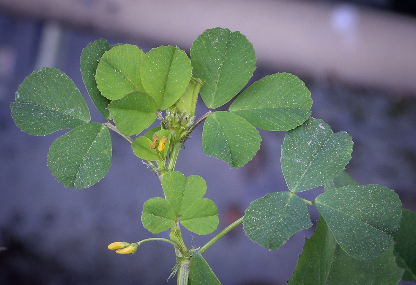 Изображение особи род Medicago.