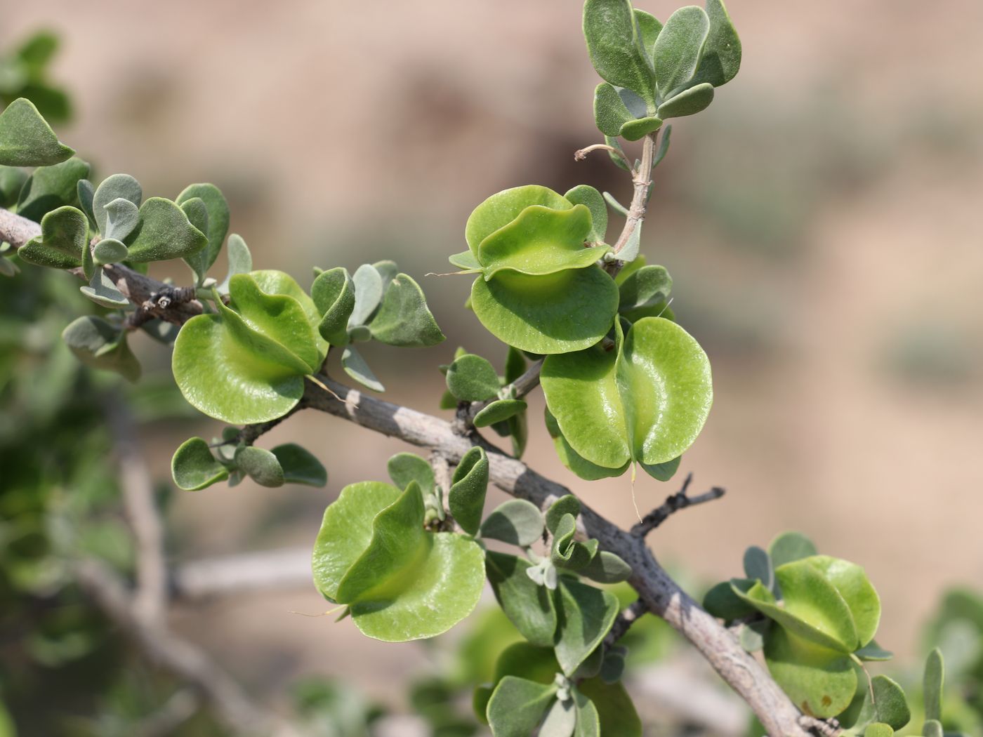 Изображение особи Zygophyllum atriplicoides.