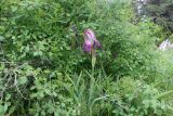 Iris stolonifera. Цветущее растение. Узбекистан, Гиссарский хр., басс. р. Сутушар, окр. водопада Сутушар, около 2000 м н.у.м. 23.05.2024.