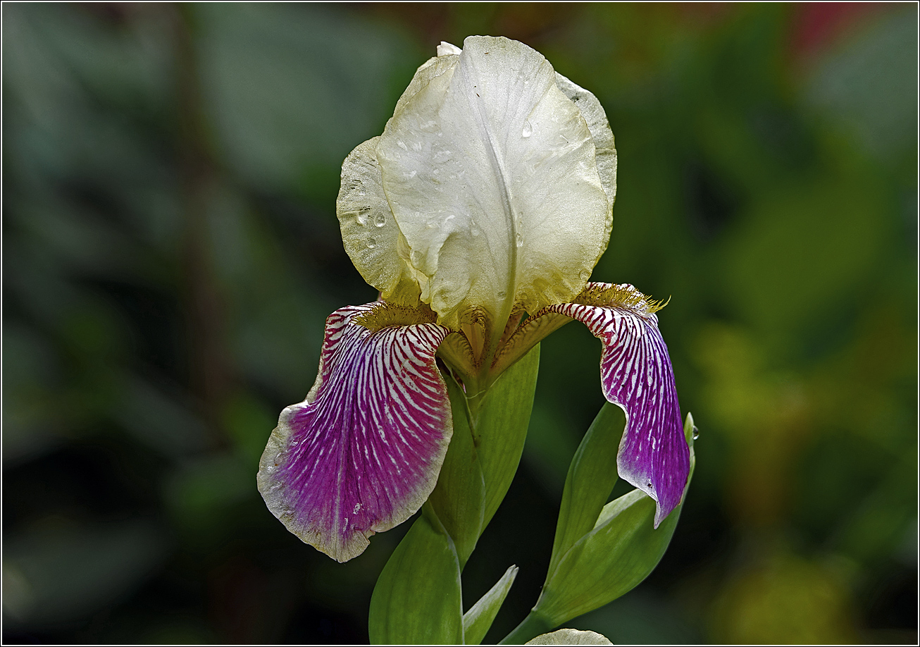 Изображение особи Iris &times; hybrida.