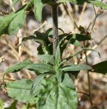 Melandrium latifolium