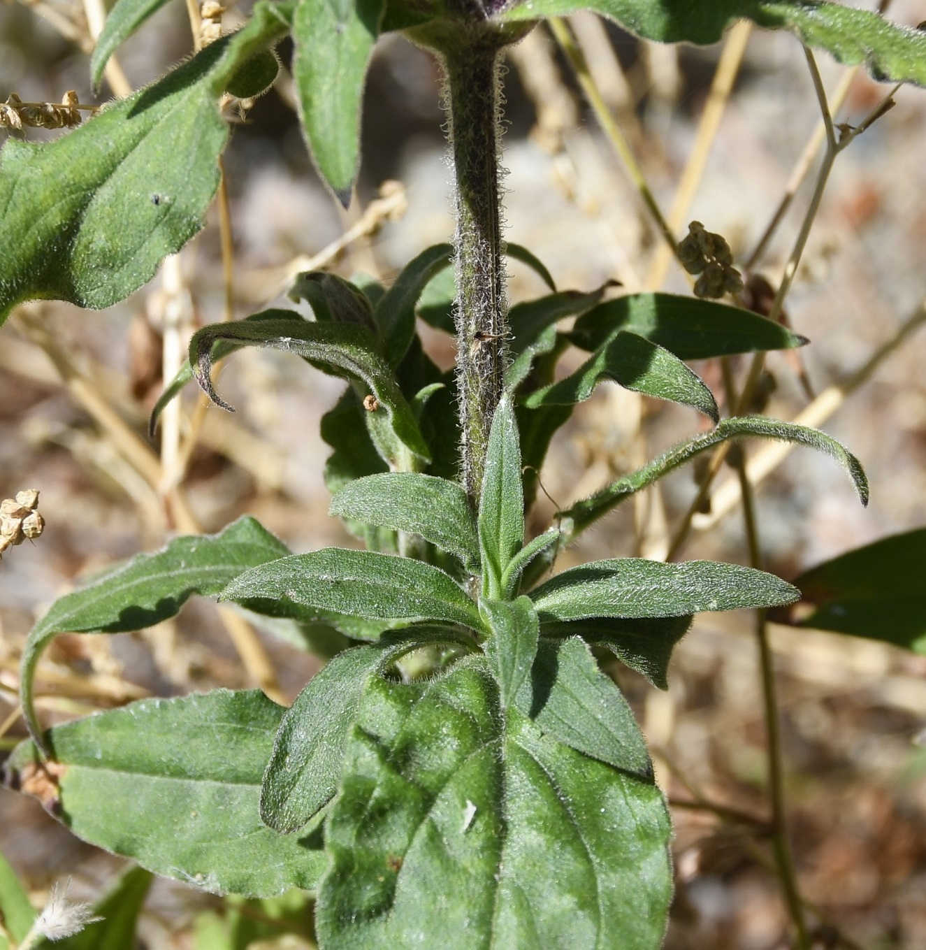 Изображение особи Melandrium latifolium.