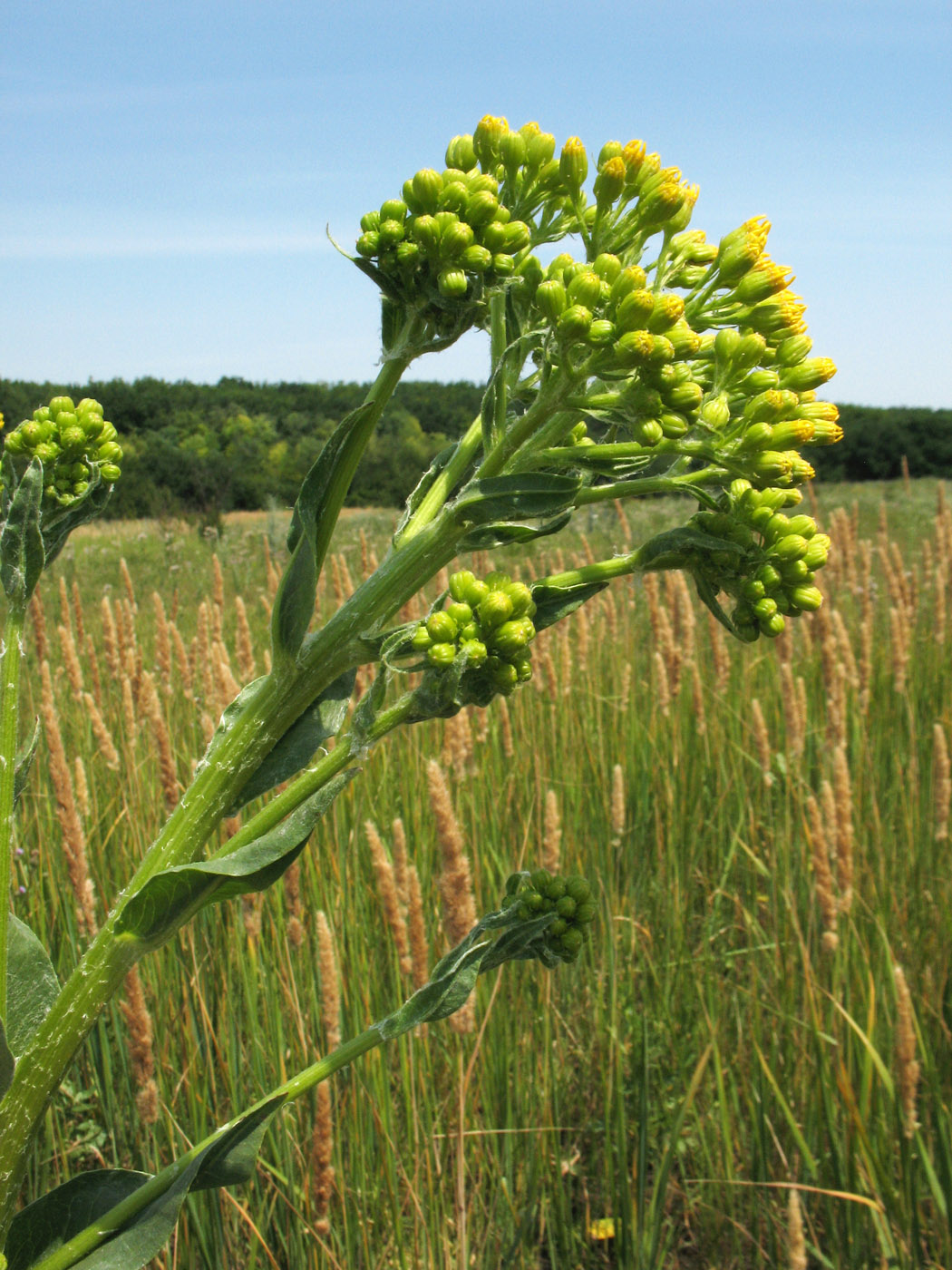 Image of Senecio macrophyllus specimen.