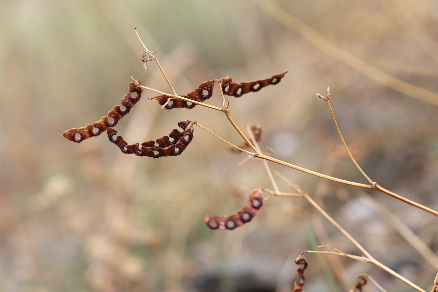 Изображение особи Hippocrepis ciliata.