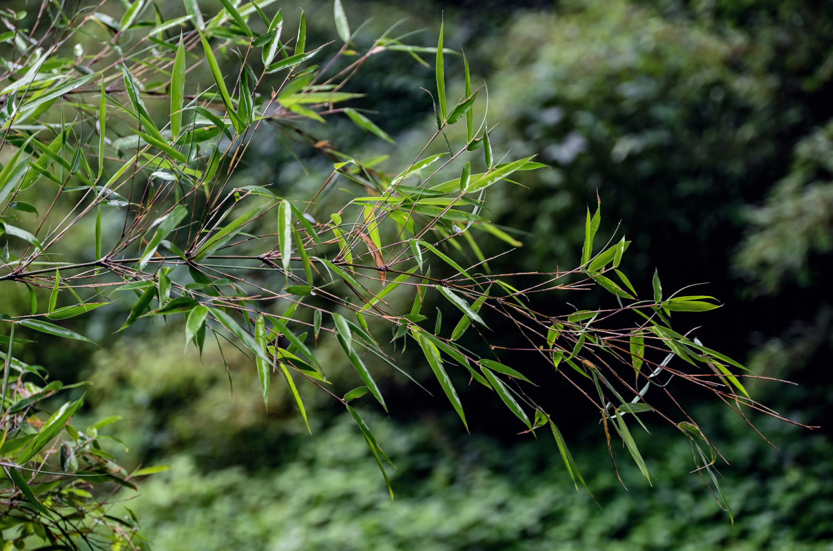 Изображение особи Phyllostachys pubescens.