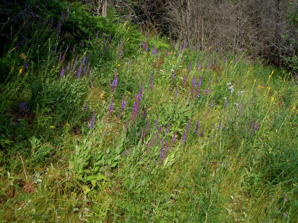 Image of Salvia tesquicola specimen.