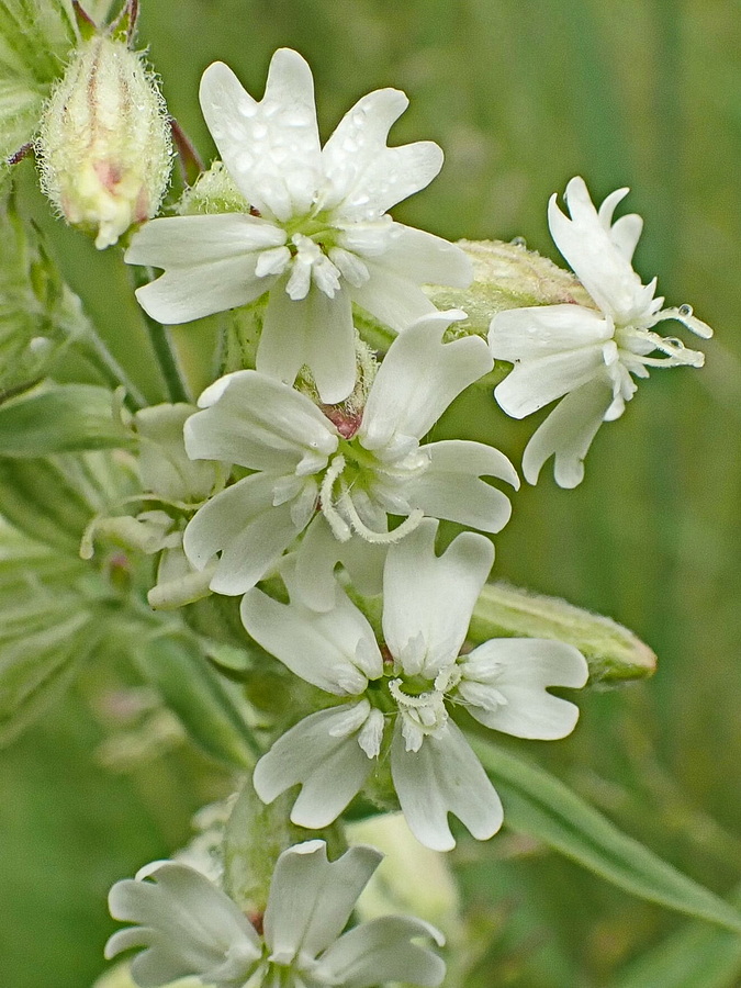 Изображение особи Silene amoena.