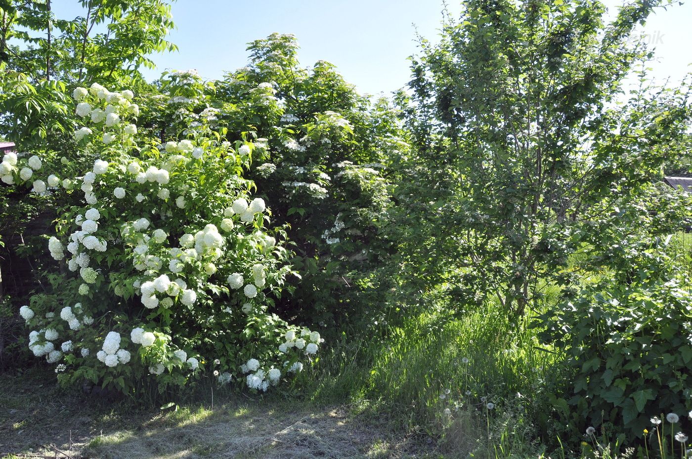 Изображение особи Viburnum opulus f. roseum.