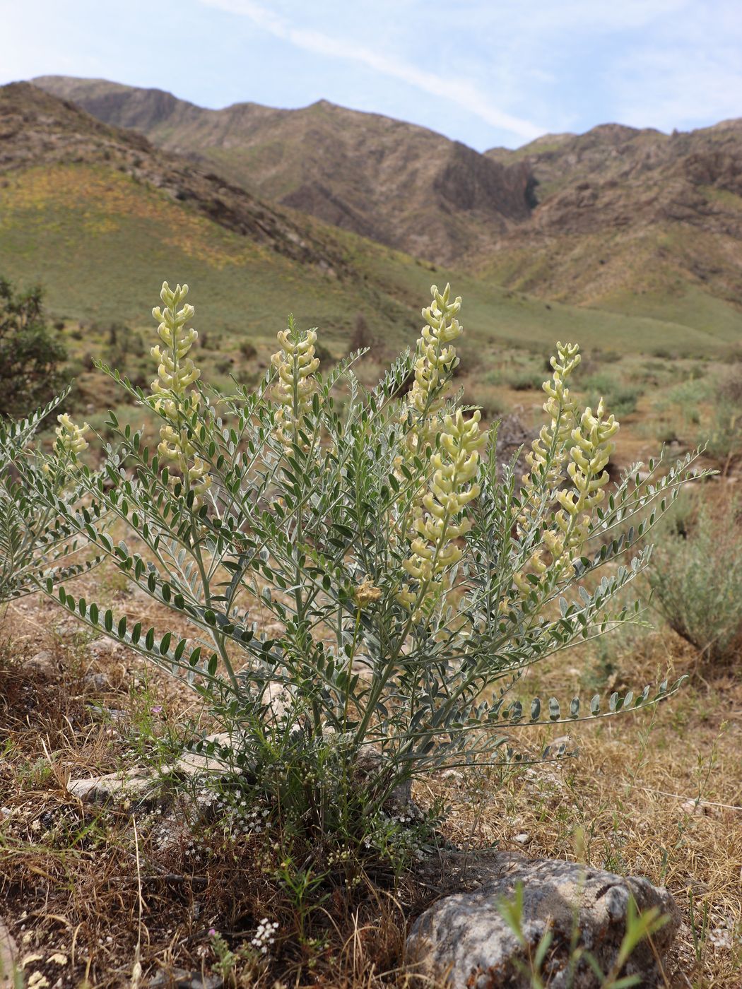 Изображение особи Goebelia pachycarpa.