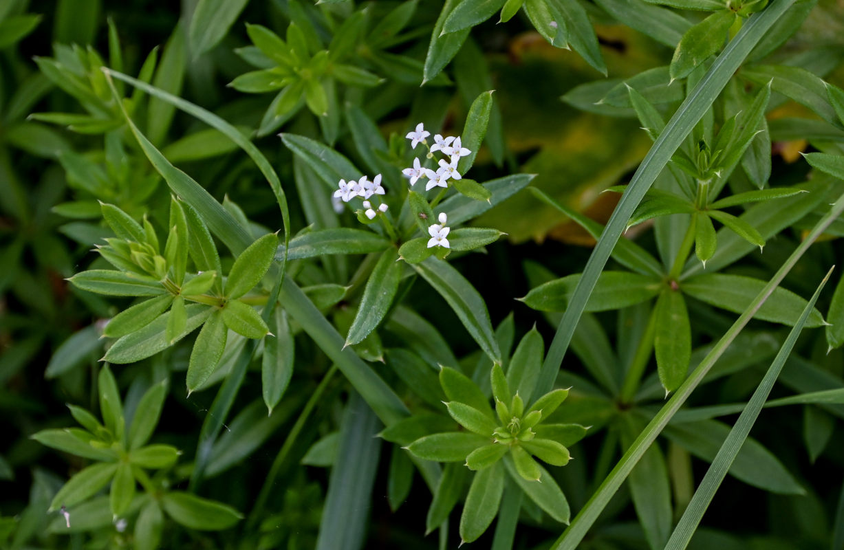 Image of Galium rivale specimen.