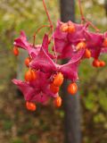 Euonymus macropterus. Вскрывшиеся плоды. Хабаровский край, окр. г. Комсомольск-на-Амуре, кедрово-широколиственный лес. 28.09.2024.