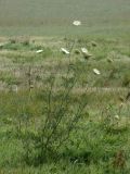 Daucus carota