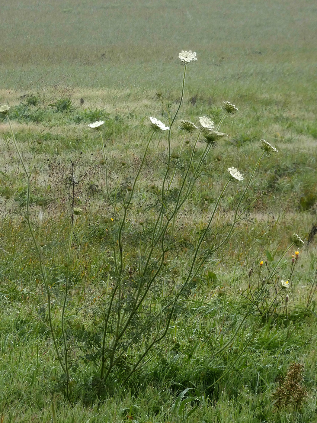 Image of Daucus carota specimen.