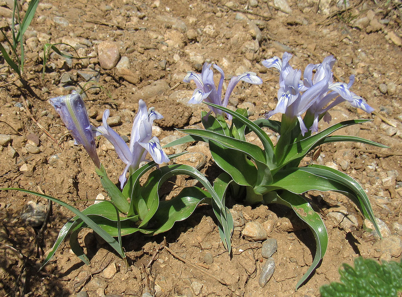 Image of Juno willmottiana specimen.