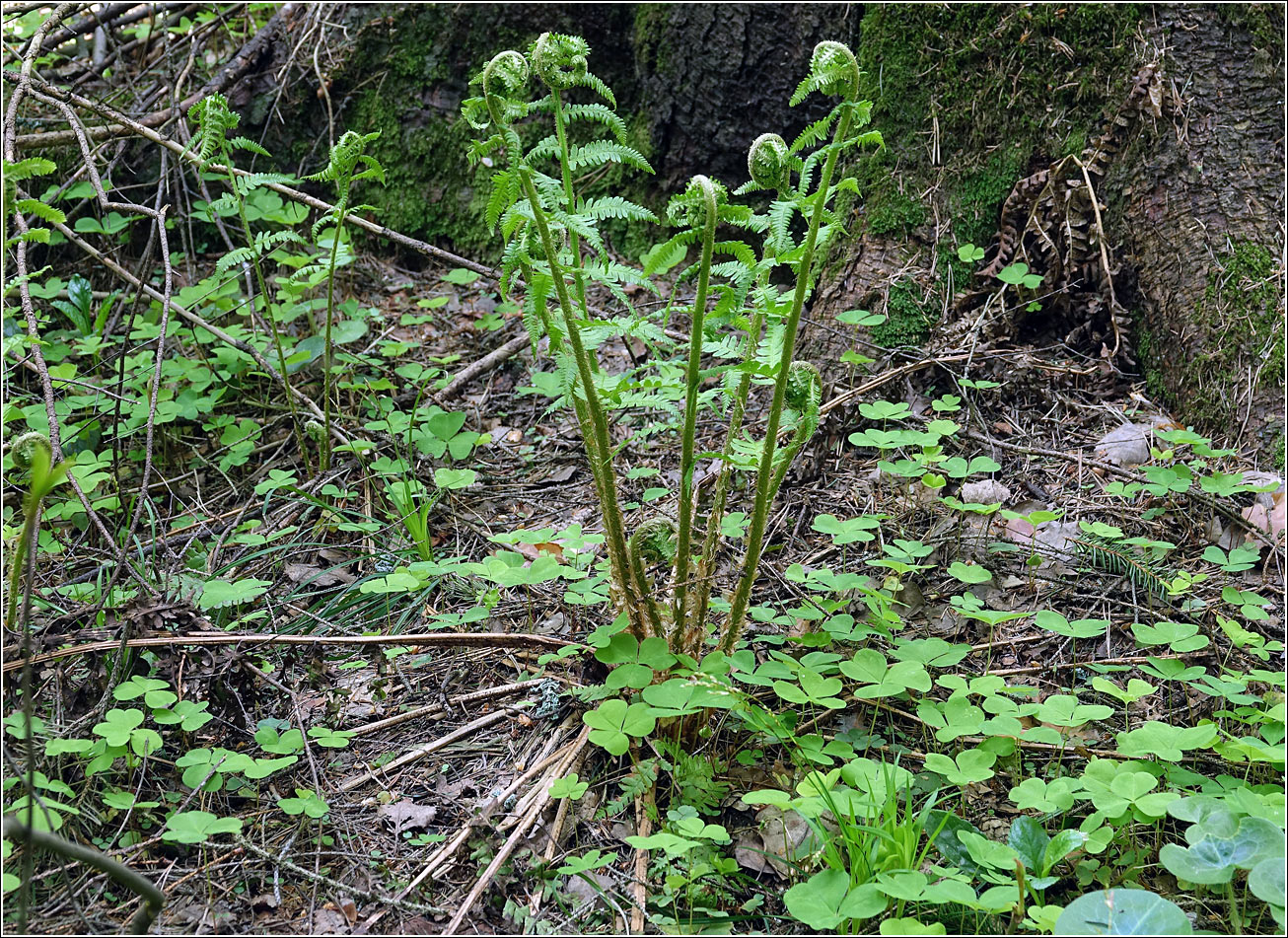 Image of Dryopteris filix-mas specimen.