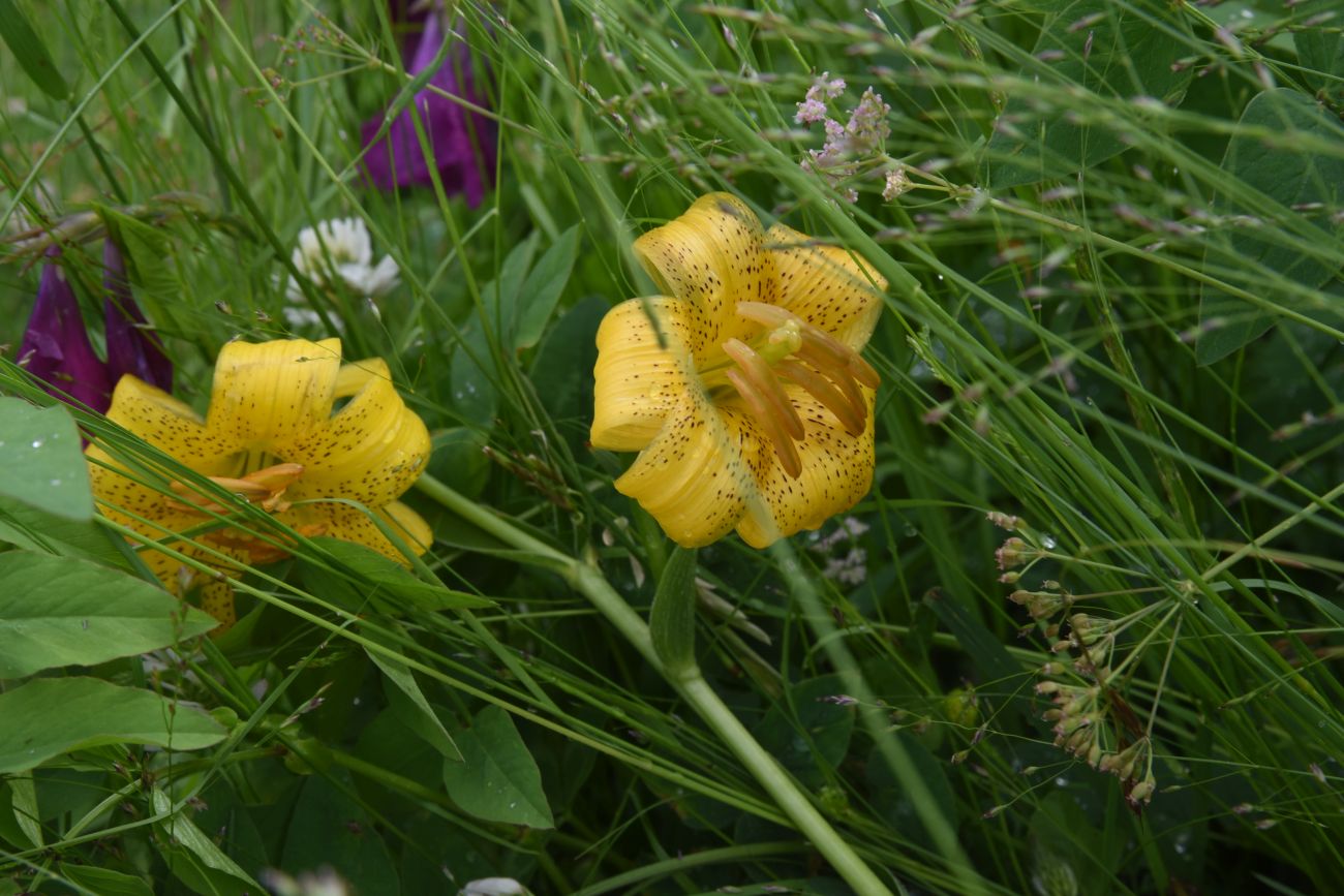 Image of Lilium monadelphum specimen.