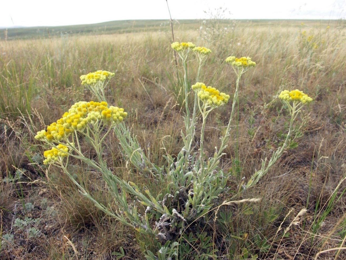 Изображение особи Helichrysum arenarium.