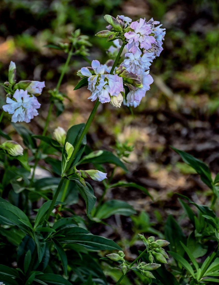 Image of Saponaria officinalis f. pleniflora specimen.