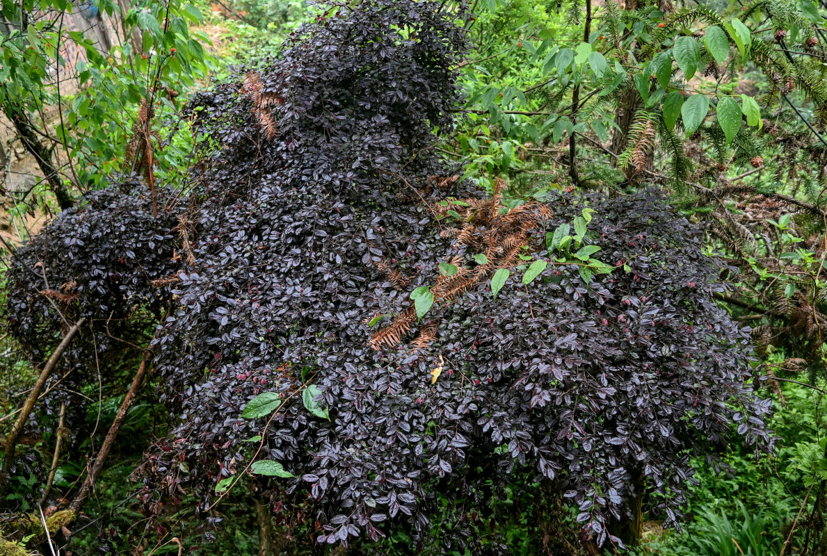 Image of Loropetalum chinense var. rubrum specimen.