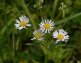 Erigeron annuus. Соцветия. Чечня, Шаройский р-н, дол. р. Цесиахк рядом с домом Мансура, выс. ок. 1500 м н.у.м., луг. 28 июня 2024 г.