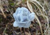 Trollius lilacinus