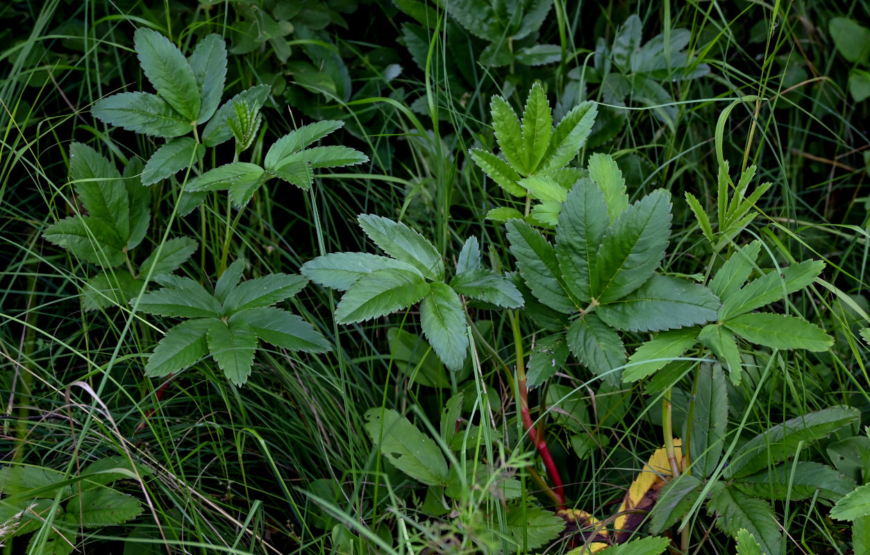 Image of Comarum palustre specimen.