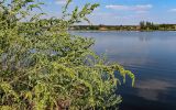 Atriplex sagittata. Верхушки плодоносящих растений. Московская обл., окр. г. Железнодорожный, дол. р. Чёрная, берег пруда, у воды. 26.08.2024.