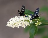 Ligustrum vulgare. Соцветие с кормящимися пестрянками ложными. Краснодарский край, м/о Новороссийск, окр. с. Сукко, окр. оз. Сукко, залесённый левый борт долины выше озера. 14.06.2021.