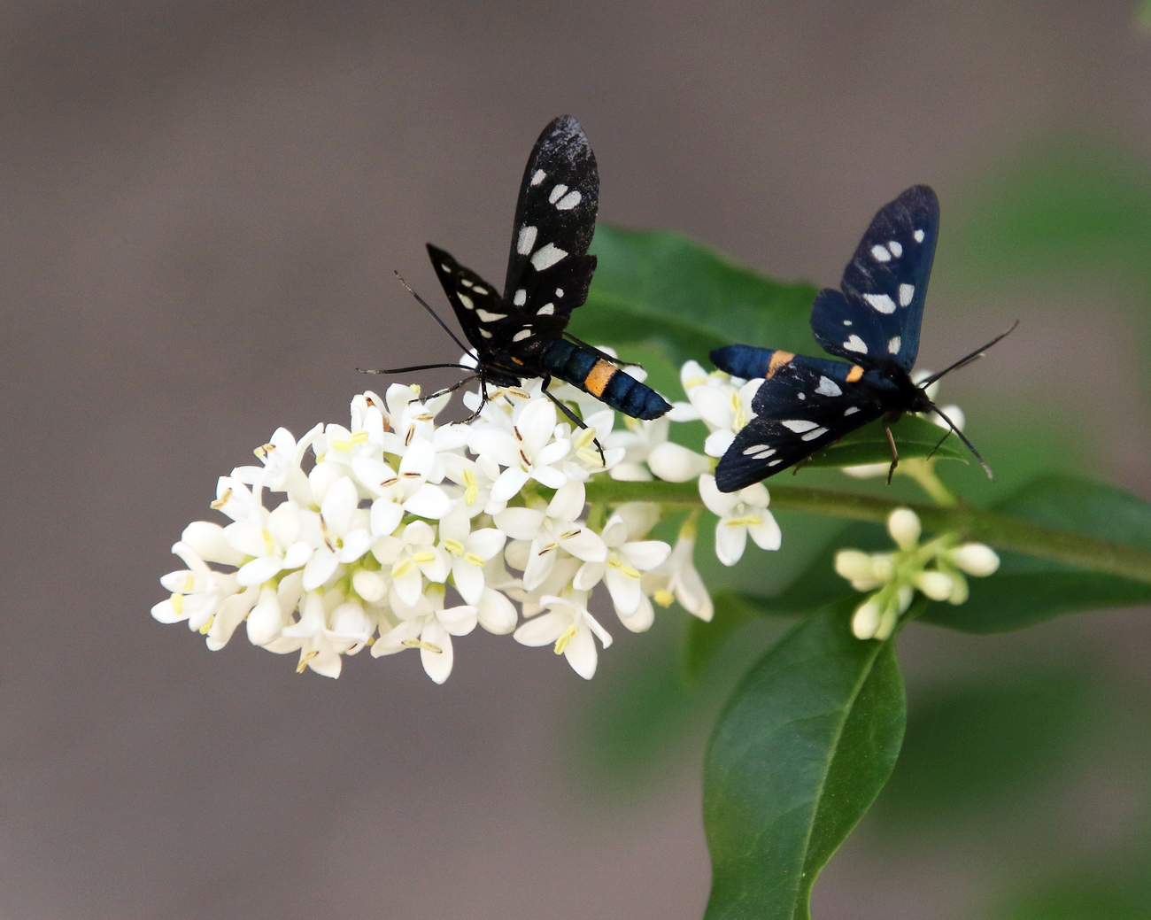 Image of Ligustrum vulgare specimen.