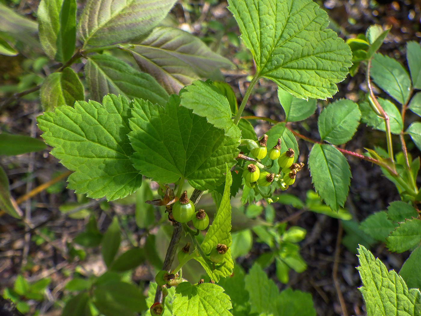 Image of genus Ribes specimen.