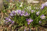 View full-size image Crocus vernus