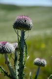 View full-size image Carduus uncinatus