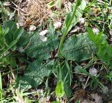 Смотреть изображение Verbascum phoeniceum