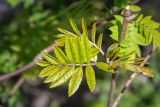 View full-size image Sorbus aucuparia subspecies glabrata