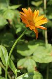 View full-size image Calendula officinalis