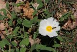 Cistus salviifolius