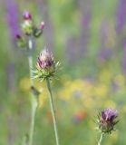 View full-size image genus Carduus