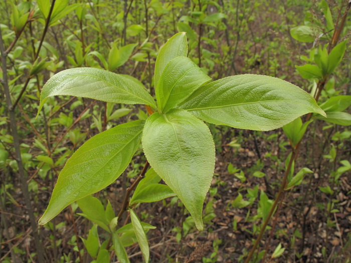 Image of genus Populus specimen.