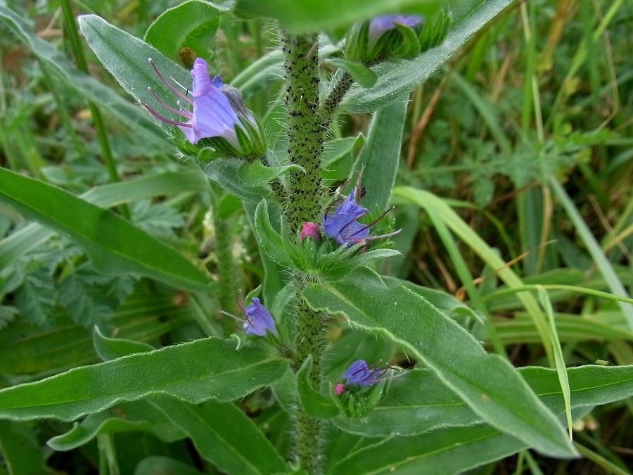 Изображение особи Echium vulgare.