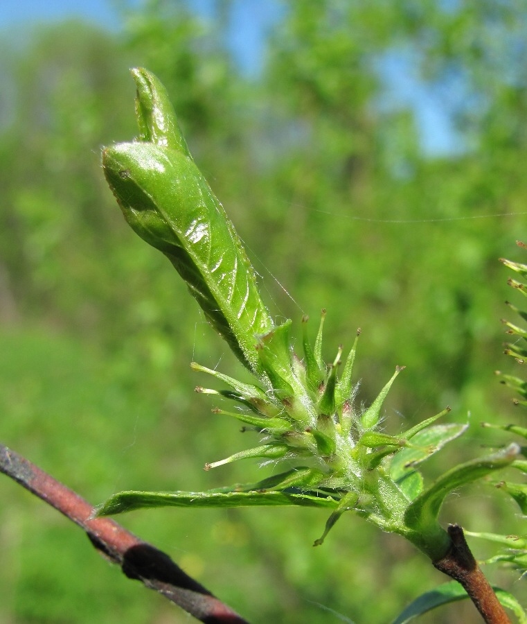 Image of Salix myrsinifolia specimen.