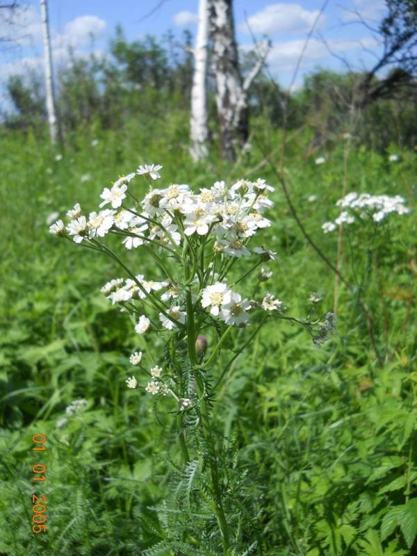 Image of Achillea impatiens specimen.