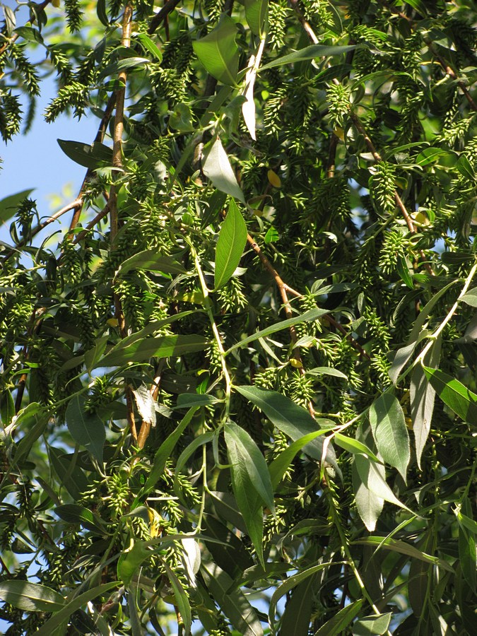 Image of Salix alba specimen.