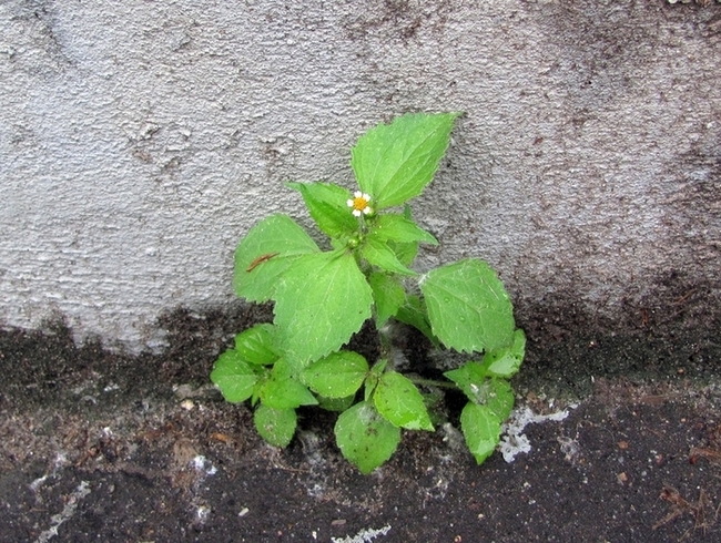 Image of Galinsoga quadriradiata specimen.