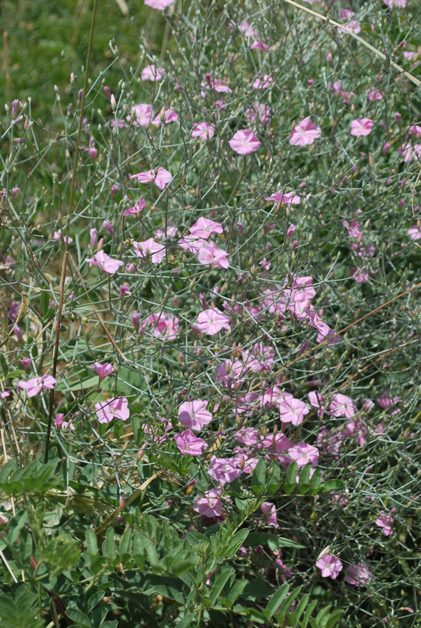 Image of Convolvulus subhirsutus specimen.