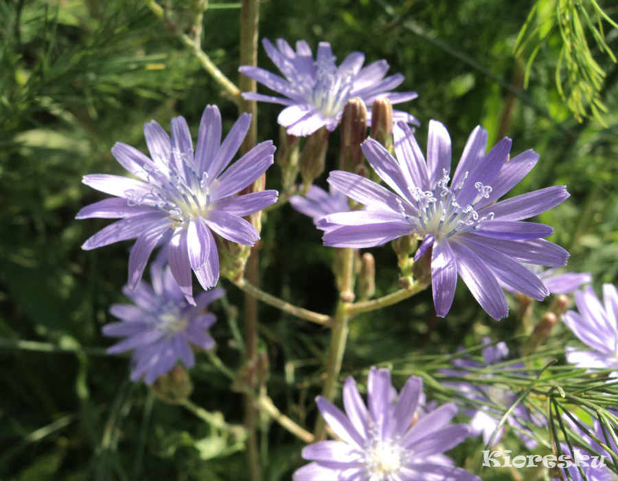 Image of Lactuca tatarica specimen.