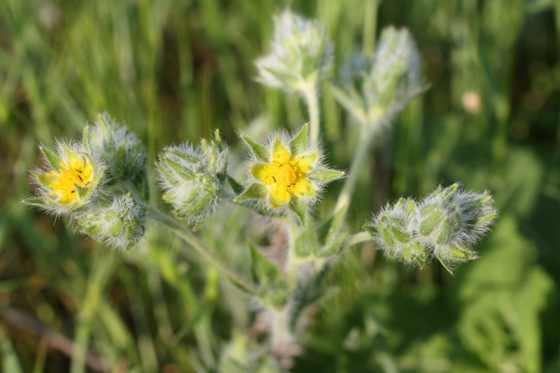 Image of Potentilla taurica specimen.