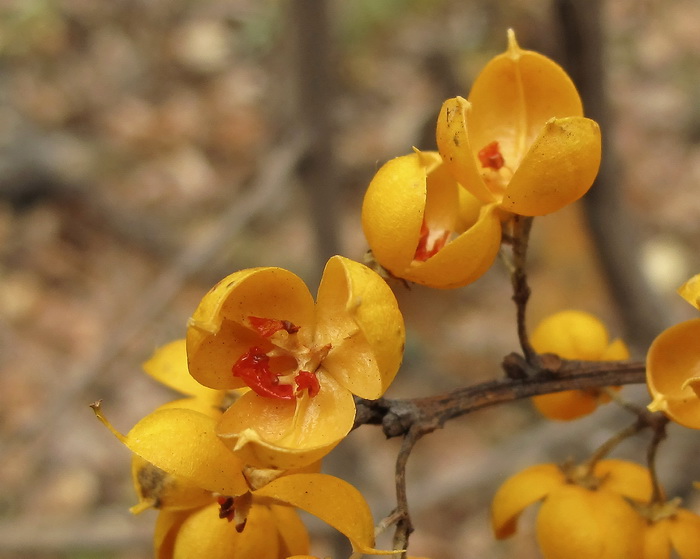 Изображение особи Celastrus orbiculata.