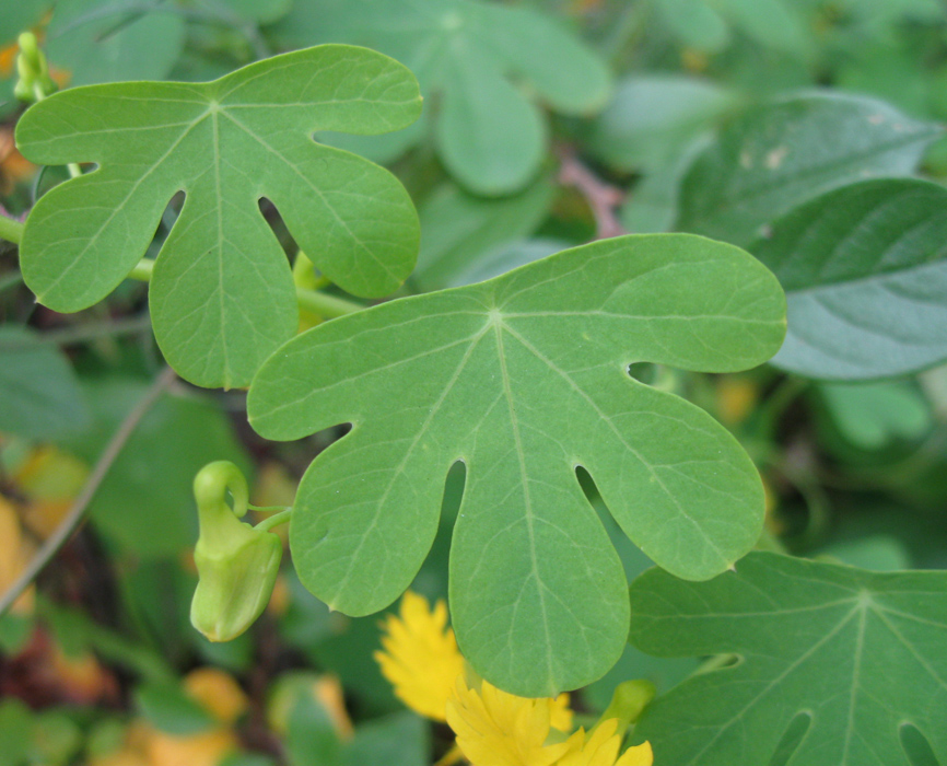 Image of Tropaeolum peregrinum specimen.