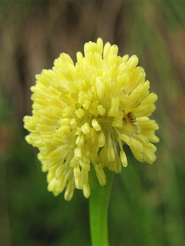 Image of Sparganium emersum specimen.